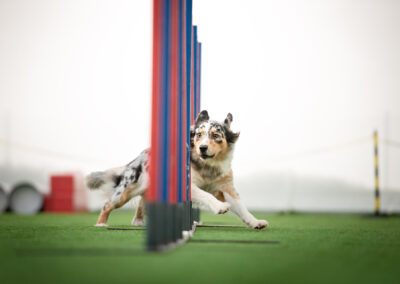 centro-cinofilo-felicia-addestramento-cani-bologna-slide-home-3