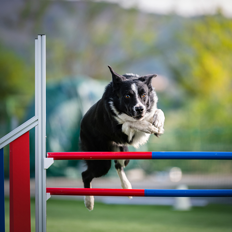 centro-cinofilo-felicia-addestramento-cani-bologna-attivita-agility-dog