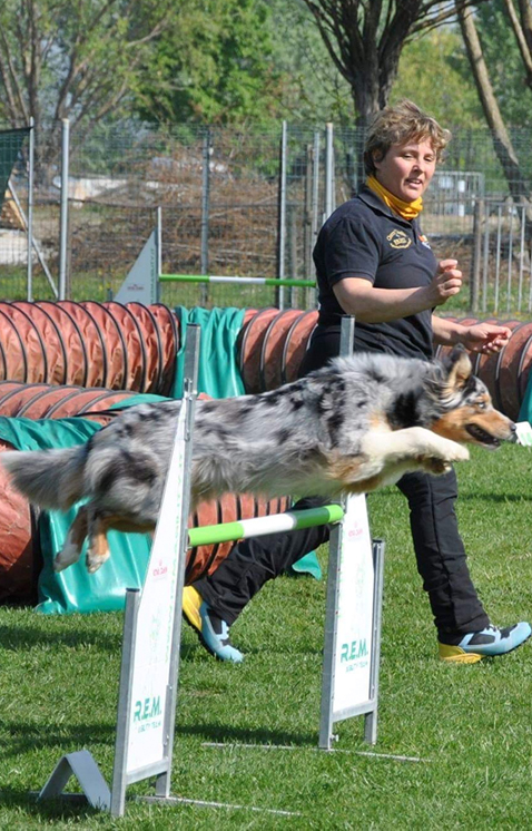 agility dog