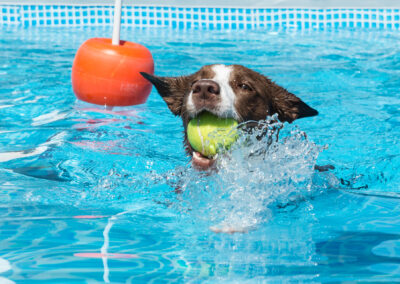 centro-cinofilo-felicia-addestramento-cani-bologna-attivita-sportive-gallery-swim-dog-sports-1