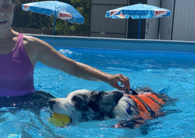 centro-cinofilo-felicia-addestramento-cani-bologna-attivita-sportive-gallery-swim-dog-sports-2