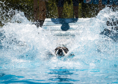 centro-cinofilo-felicia-addestramento-cani-bologna-attivita-sportive-gallery-swim-dog-sports-3