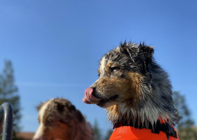 centro-cinofilo-felicia-addestramento-cani-bologna-attivita-sportive-gallery-swim-dog-sports-4