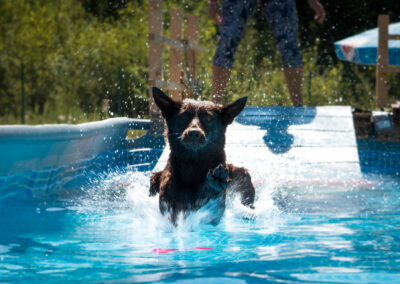 centro-cinofilo-felicia-addestramento-cani-bologna-attivita-sportive-gallery-swim-dog-sports-7