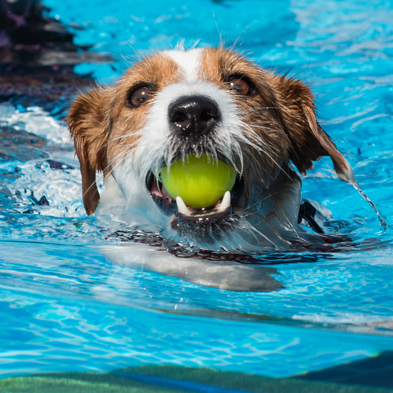 Centro Cinofilo Felicia - Addestramento Cani Bologna - Swim Dog Sport