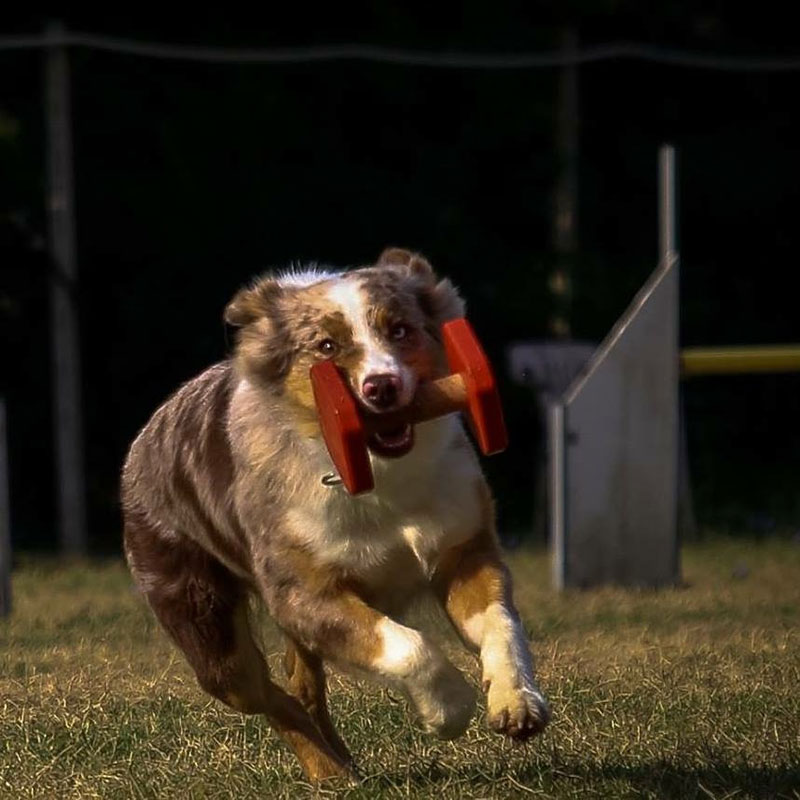 centro-cinofilo-felicia-addestramento-cani-bologna-attivita-obedience