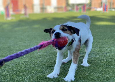 centro-cinofilo-felicia-addestramento-cani-bologna-attivita-sportive-gallery-educazione-di-base-3