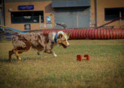 centro-cinofilo-felicia-addestramento-cani-bologna-attivita-sportive-gallery-obedience-2