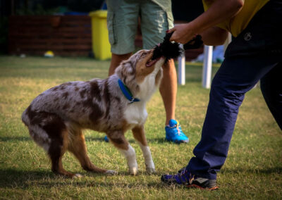 centro-cinofilo-felicia-addestramento-cani-bologna-attivita-sportive-gallery-obedience-3