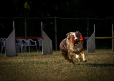 centro-cinofilo-felicia-addestramento-cani-bologna-attivita-sportive-gallery-obedience