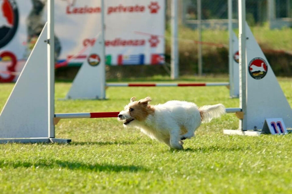 centro-cinofilo-felicia-addestramento-cani-bologna-storie-michela-e-rucola-1