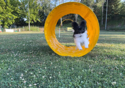 centro-cinofilo-felicia-addestramento-cani-bologna-attivita-sportive-hoopers-1