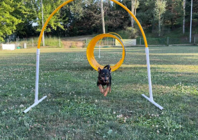 centro-cinofilo-felicia-addestramento-cani-bologna-attivita-sportive-hoopers-2