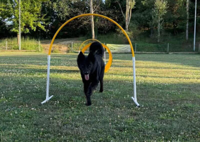 centro-cinofilo-felicia-addestramento-cani-bologna-attivita-sportive-hoopers-3