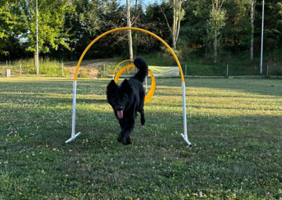 centro-cinofilo-felicia-addestramento-cani-bologna-attivita-sportive-hoopers-4