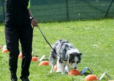 centro-cinofilo-felicia-addestramento-cani-bologna-attivita-sportive-nosework-3